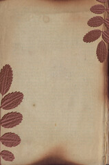 Old vintage rough paper background with plant relief texture