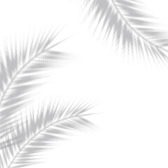 Realistic shadow of tropical leaves or branches on transparent checkered background. The effect of overlaying shadows. Natural light layout.