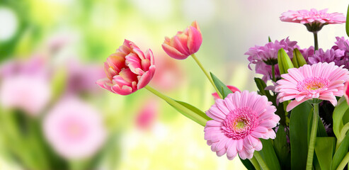 Composition with beautiful blooming Tulips and Barberton Daisy (Gerbera jamesonii) flowers on white background , pink colors