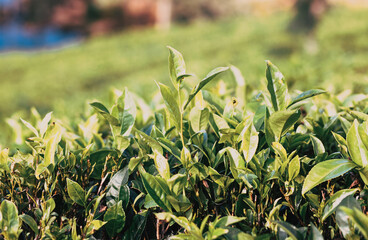 tea plantation landscape in the highlands of Sri Lanka