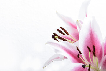 Composition with beautiful blooming lily flowers on white background , macro	