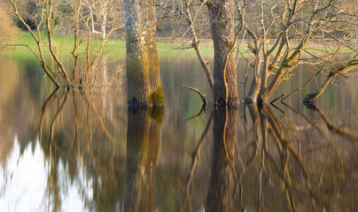 trees in flooded field with reflection on water surface