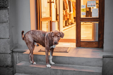 Forgotten lonely dog on the doorstep of the store - no pets allowed