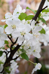 Spring flowering branch of the apple tree close-up and selective focus.