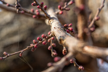 Fruit tree bud
