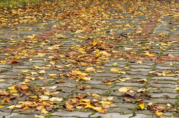 Beautiful bright yellow autumn leaves paving stones in a park or square.