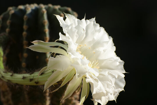 Flower of Echinopsis calochlora cactus close up. Growing and flowering succulents in a greenhouse.