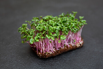 Close-up of micro-green radish plants - green leaves and purple stems. Germinating Microgreen....