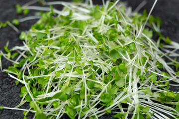 Close-up of microgreen broccoli. Concept of home gardening and growing greenery indoors