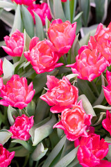 Beautiful pink tulips against the background of green leaves in the botanical garden. Selective focus.