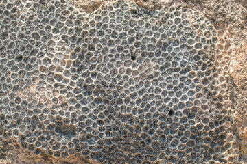 background on a coral reef, Coral texture