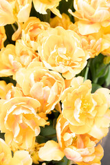 Close-up of yellow tulips in a flower bed in the botanical garden. Selective focus.