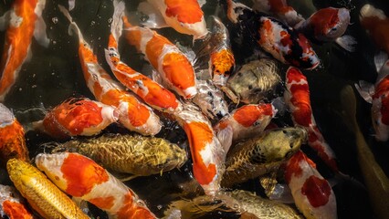 Colorful Fancy Carps or Koi Fishes Swimming in The Pond in A Japanese Garden, Animal Background, Nobody	