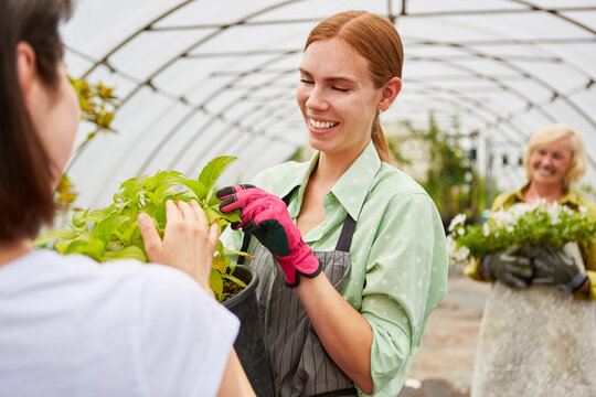 Gärtner Azubi und Kundin mit einer Pflanzenzüchtung