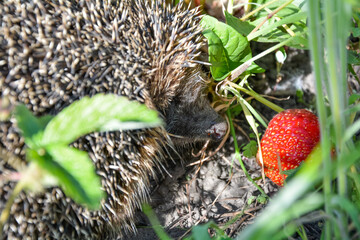 Fototapeta na wymiar hedgehog sitting on the grass near the red strawberries