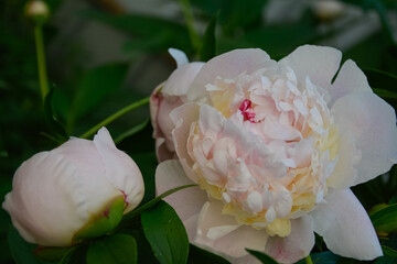 white peony on a green background