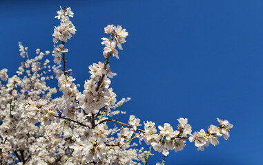 Branches d'arbres en fleur et ciel bleu.
