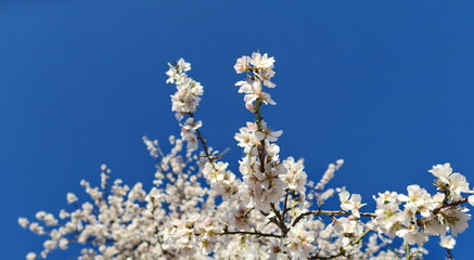 Branches d'arbres en fleur et ciel bleu.