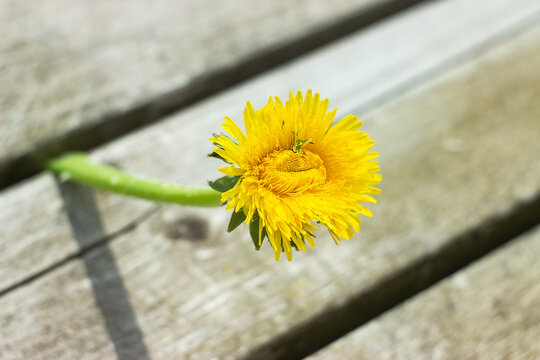 Rare fasciated dandelion stuck in a patio