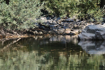 Ribeira vai Cheia