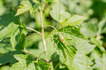 locusts on a sunny summer day. close-up