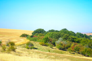 Fototapeta premium tree in a field on a sunny day. landscape
