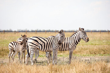 Fototapeta na wymiar Beautiful zebras in wildlife sanctuary