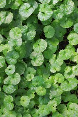 Green leafy plants 