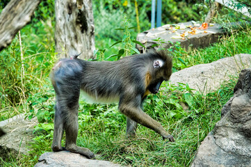 a long macaque , image taken in Hamm Zoo, north germany, europe