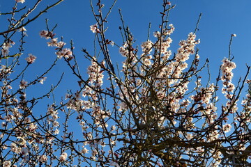 Branches d'arbres fleuries dans le ciel bleu.