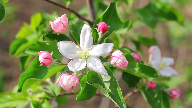 Apple blossom in spring close up