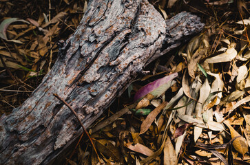 Foliage on the ground