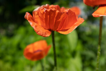 Obraz premium Red opium poppy flowers on blurred green background. Flowering plant in the family Papaveraceae. A picture of poppy plant for a poster, calendar, post, screensaver, wallpaper, banner, cover, website