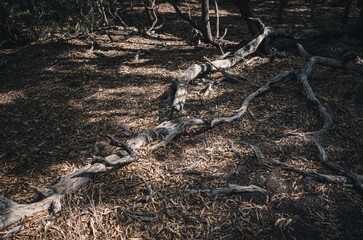 Dead tree
