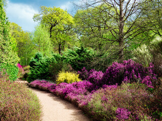 Beautiful blooming flowers in the garden of Isabella Plantation in Richmond park in London, England