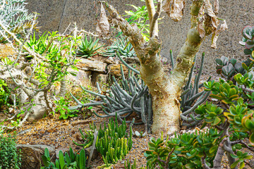 Exotische Botanik