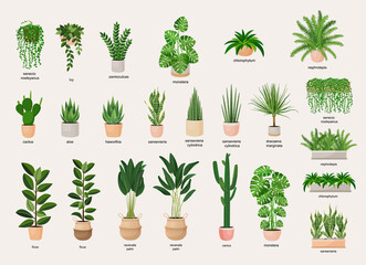 Collection of indoor plants in pots for decorating the interior. Set of vector illustrations of home flowers. Trendy home decor with plants, urban jungle.