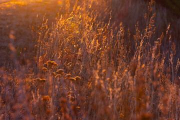 The natural background of grass in the sun's rays of the early morning sun. Dry grass glows in the sun at dawn.