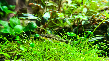 Otocinclus affinis in aquarium - one of the smallest known suckermouth catfish, often called a 'dwarf oto'