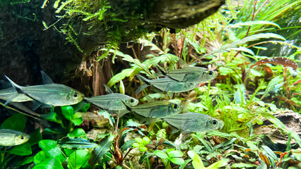 Costae Tetra (Moenkhausia costaea)  in the green aquarium with plants