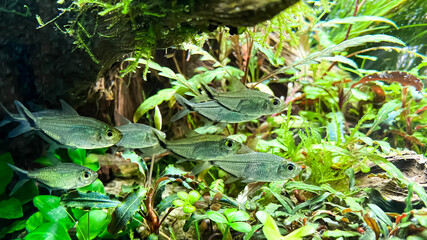 Naklejka na ściany i meble Costae Tetra (Moenkhausia costaea) in the green aquarium with plants