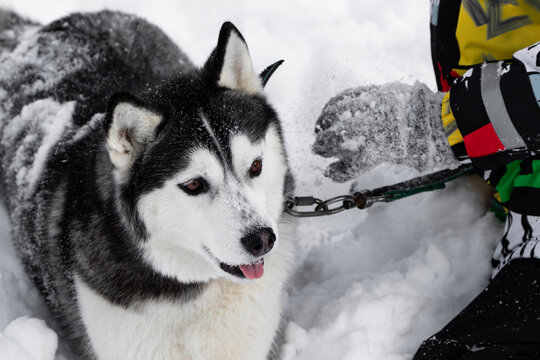 A Siberian husky dog enjoys a winter game in the snow with a child. A child and a dog play in the snow in the winter.