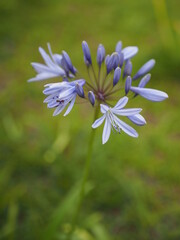 真夏の野に咲くアガパンサス