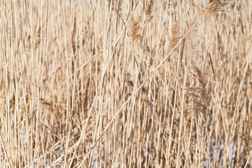 Dry coastal reed stems on a winter day, abstract photo