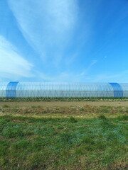 オオイヌノフグ リ咲く用水路土手と野菜畑とビニールハウスと青空風景