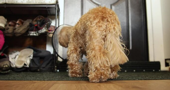 a small dog with a veterinary collar around his neck walks along the corridor and sniffs shoes
