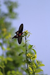 A butterfly perched on some vines up in the sky © purvijha