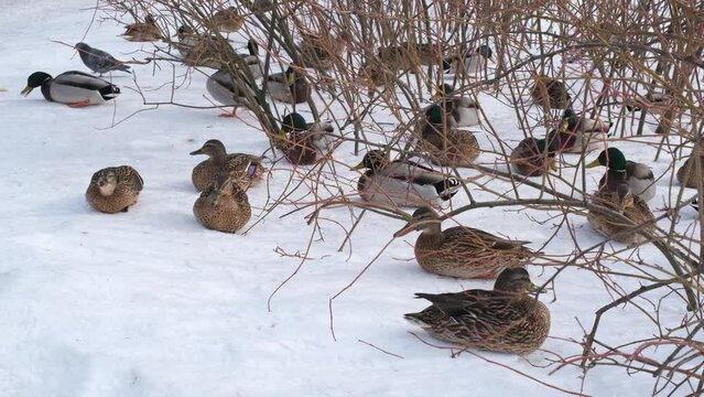 ducks and drakes sit in the bushes in the snow and eat bread.