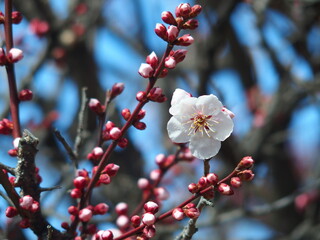 青空の下に咲き始めた白梅