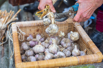 Harvesting garlic for the winter. Agriculture concept. Healthy fresh food.